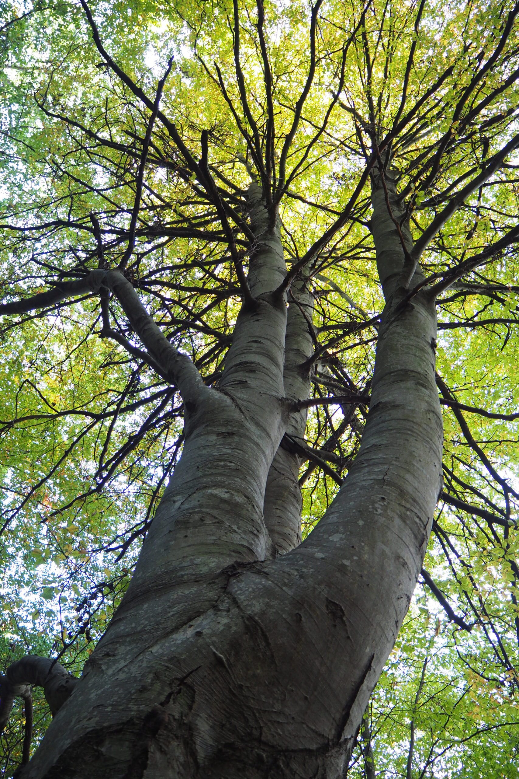 Psychological intervention in adults with ASI trauma