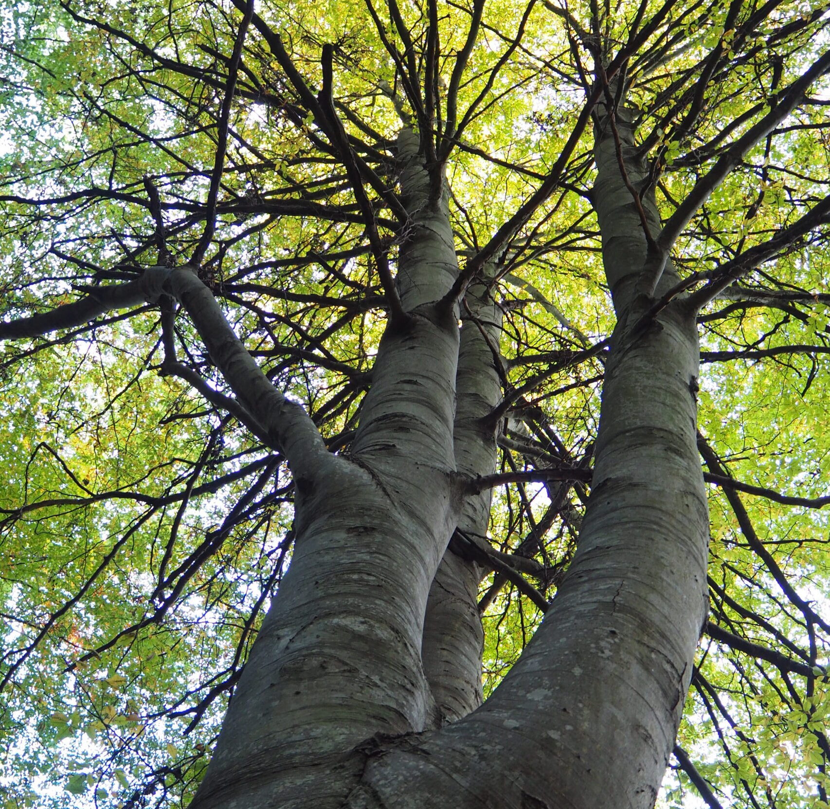 Intervención psicológica en adultos con trauma por ASI